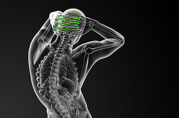 포토 JPG 해외이미지 손 손가락 해부 뼈 골격 건강 사람 사람없음 손목 골다공증 팔 해외202004 해외포토 의학 신체부위 질병 파일형식