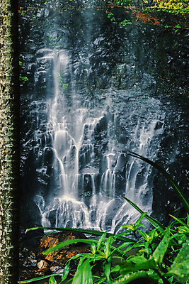 포토 JPG 해외이미지 공원 잎 자연 풍경 사람없음 야외 물 강 폭포 젖음 바위 개울 호주 숲 열대우림 내추럴 해외202004 해외포토 자연요소 식물 공공시설 돌_바위 오세아니아 생태계 파일형식