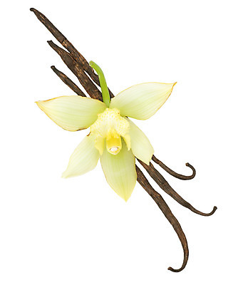 포토 JPG 해외이미지 꽃 음료 음식 백그라운드 재료 자연 디저트 콩 건조 요리 동양인 사람없음 세로 갈색 노란색 검은색 어둠 벚꽃 흰색 양념 막대기 난초 닫기 달콤 맛 인도인 굽기 먹기 향수 향신료 오브젝트 유기농 아로마 향 아로마테라피 흙더미 내추럴 고립 꼬투리 바닐라 이국적 맛있는 해외202004 해외포토 외국인 식물 웰빙 컬러 컨셉 모션 곡류 인종 흙 화장품 구이 생태계 테라피 향미료 파일형식 더미