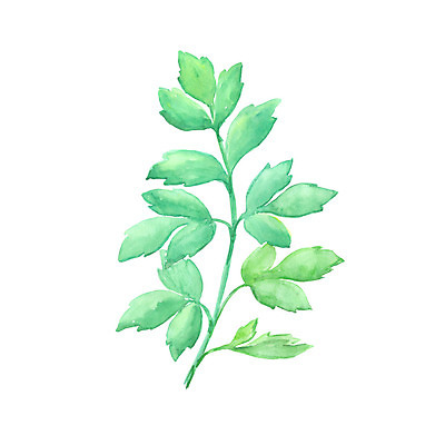 포토 JPG 해외이미지 나무 식물 템플릿 디자인 배너 계절 백그라운드 잎 꽃무늬 패턴 일러스트 자연 벽지 추상 수채화 미술 사람없음 그래픽 장식 초록색 물 여름 세트 페인트 봄 수확 흰색 나뭇가지 붓 신용카드 스케치 허브 오브젝트 그림 유기농 질감 손그림 내추럴 고립 엘리먼트 스타일 해외202004 해외포토 자연요소 웰빙 꽃 컬러 무늬 농업 문화예술 금융 생태계 파일형식