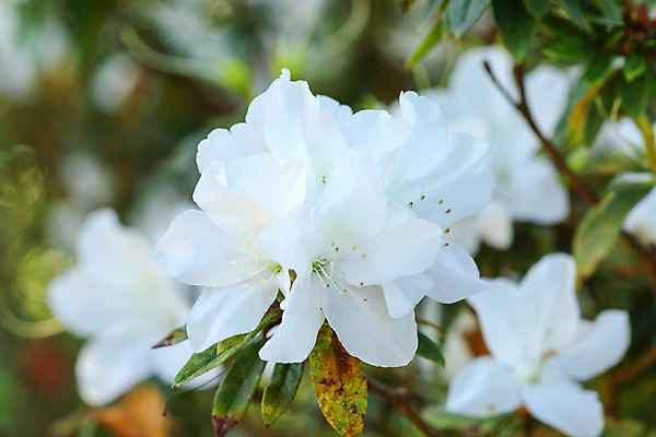 포토 JPG 해외이미지 식물 디자인 공원 꽃 행복 백그라운드 패턴 부분 자연 생물 따뜻함 사람없음 야외 빨간색 평화 환경 중국 봄 낭만 달콤 진달래 생물학 부드러움 가벼움 그리너리 해외202004 해외포토 계절 공공시설 교육 감정 아시아 컬러 컨셉 무늬 감각 무게 맛 생태계 파일형식 트랜드컬러