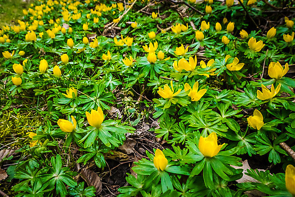 포토 JPG 해외이미지 식물 계절 꽃잎 꽃 백그라운드 잎 겨울 자연 날씨 부활절 사랑 사람없음 장식 초록색 빛 컬러풀 노란색 정원 맑음 봄 젖음 촉촉함 벚꽃 신선 개화 숲 이슬 작음 4월 속도 1월 내추럴 2월 처음 해외202004 해외포토 기념일 감정 컬러 날짜 크기 생태계 파일형식