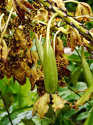 포토 JPG 해외이미지 식물 계절 꽃잎 꽃 분홍색 꽃무늬 패턴 태국 자연 선물 동양인 사람없음 장식 빨간색 초록색 농장 정원 보라색 스파 봄 낭만 벚꽃 나뭇가지 신선 난초 우아함 오브젝트 싱글 부드러움 호접란 내추럴 이국적 해외202004 해외포토 나무 아시아 컬러 컨셉 무늬 농업 인종 감각 생태계 파일형식