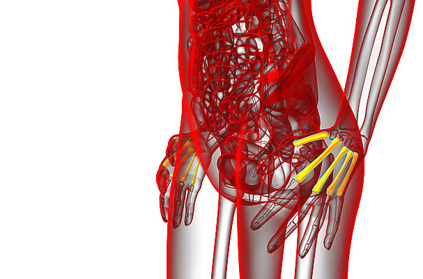 포토 JPG 해외이미지 손 손가락 해부 뼈 골격 건강 사람 사람없음 손목 해외202004 해외포토 의학 신체부위 파일형식