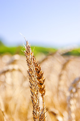 포토 JPG 해외이미지 잎 밭 농업 자연 씨앗 풍경 사람없음 야외 농작물 농장 활발 수확 추수 가을 유기농 밀짚 밭일 해외202004 해외포토 식물 웰빙 계절 산업 컨셉 짚 생태계 파일형식