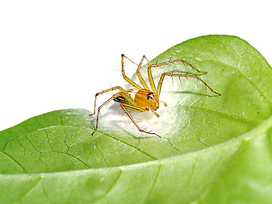 포토 JPG 해외이미지 동물 1 야생동물 자연 생물 주택 경고 서기 사람없음 반려동물 갈색 견본 다양 흰색 독약 벌레 위험 큼 무서움 사인 육식동물 거미 충격 토막 고립 테마 포식 호러 오싹 해외202004 해외포토 감정 컬러 다수 곤충 컨셉 모션 건물 크기 생태계 공포 파일형식
