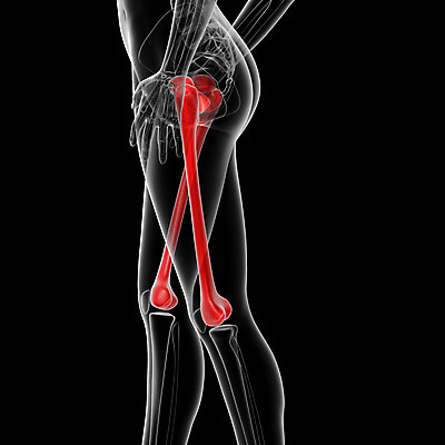 포토 JPG 해외이미지 여자 남자 신체 해부 뼈 골격 엑스레이 사람 사람없음 내부 고통 엉덩이 피부 척추 어깨 생물학 만들기 무릎 새장 팔 갈비뼈 궤 해골모형 해외202004 해외포토 교육 감정 의학 모션 신체부위 모형 케이지 파일형식