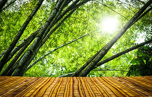 포토 JPG 해외이미지 나무 식물 공원 아시아 문화 선 줄기 백그라운드 잎 자연 추상 바닥 동양인 사람없음 야외 목재 초록색 빛 태양 환경 정원 일본 중국 활발 무대 성장 나뭇가지 신선 막대기 숲 신비 열대우림 대나무 장면 내추럴 생태학 해외202004 해외포토 자연요소 공공시설 교육 나라 컬러 컨셉 무늬 재료 인종 생태계 파일형식