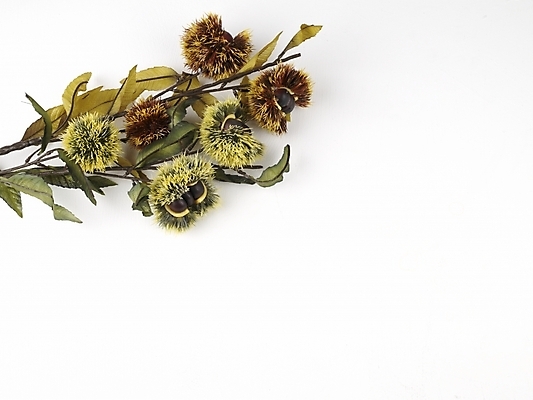 포토 JPG 스튜디오촬영 식물 음식 식재료 나뭇잎 누끼 사람없음 견과류 가을 나뭇가지 밤 밤송이 추석음식 명절음식 국내포토 나무 계절 잎 실내 전통음식 밤_견과류 파일형식