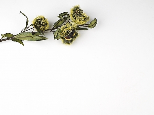 포토 JPG 스튜디오촬영 식물 음식 식재료 나뭇잎 누끼 사람없음 견과류 가을 나뭇가지 밤 밤송이 추석음식 명절음식 국내포토 나무 계절 잎 실내 전통음식 밤_견과류 파일형식