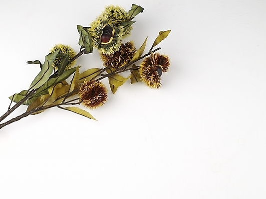 포토 JPG 스튜디오촬영 식물 음식 식재료 나뭇잎 누끼 사람없음 견과류 가을 나뭇가지 밤 밤송이 추석음식 명절음식 국내포토 나무 계절 잎 실내 전통음식 밤_견과류 파일형식