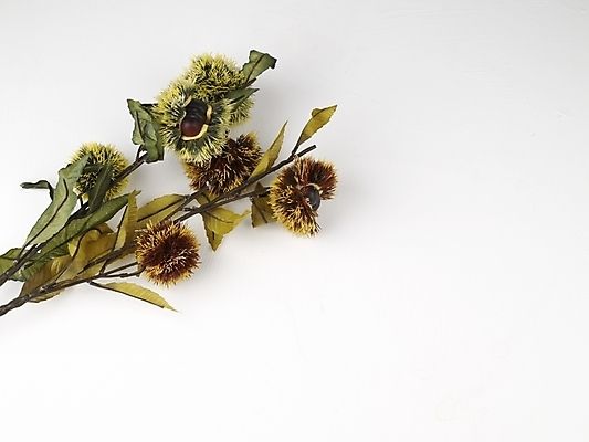 포토 JPG 스튜디오촬영 식물 계절 명절 음식 식재료 나뭇잎 한국 누끼 사람없음 추석 견과류 가을 나뭇가지 밤 밤송이 국내포토 나무 전통 기념일 아시아 잎 실내 밤_견과류 파일형식