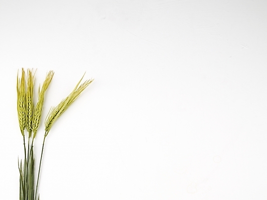 포토 JPG 스튜디오촬영 식물 음식 식재료 누끼 사람없음 벼 쌀 가을 추석음식 명절음식 국내포토 계절 곡류 실내 전통음식 파일형식