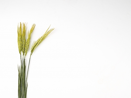 포토 JPG 스튜디오촬영 식물 음식 식재료 누끼 사람없음 벼 쌀 가을 추석음식 명절음식 국내포토 계절 곡류 실내 전통음식 파일형식