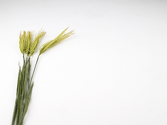 포토 JPG 스튜디오촬영 식물 계절 명절 음식 식재료 한국 누끼 사람없음 추석 벼 쌀 가을 국내포토 전통 기념일 아시아 곡류 실내 파일형식