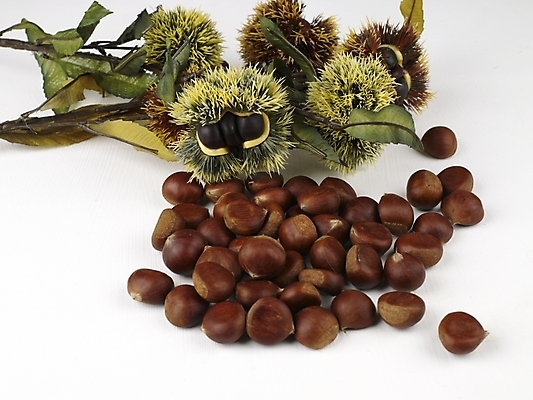 포토 JPG 스튜디오촬영 식물 음식 식재료 나뭇잎 사람없음 견과류 가을 나뭇가지 밤 밤송이 추석음식 명절음식 국내포토 나무 계절 잎 실내 전통음식 밤_견과류 파일형식