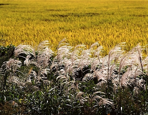 포토 JPG 주간 식물 사계절 계절 밭 자연 논 갈대 풍경 사람없음 야외 가을풍경 벼 가을 농촌 시골 억새 국내포토 자연요소 농업 곡류 생태계 파일형식 가을_계절