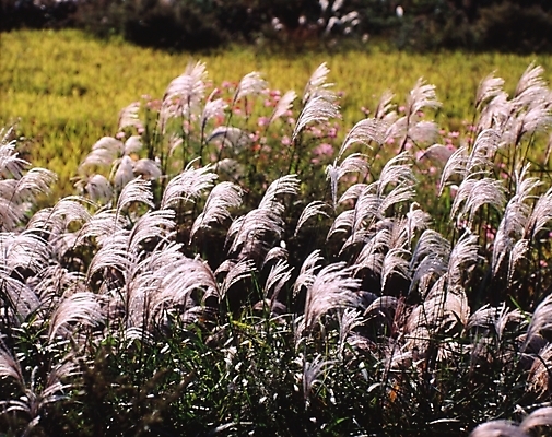포토 JPG 주간 식물 사계절 계절 밭 자연 논 갈대 풍경 사람없음 야외 가을풍경 벼 가을 농촌 시골 억새 국내포토 자연요소 농업 곡류 생태계 파일형식 가을_계절