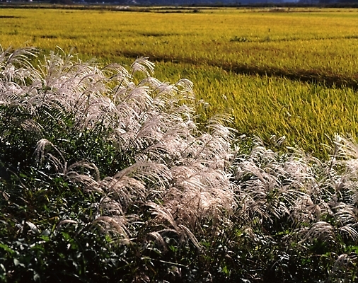 포토 JPG 주간 식물 사계절 계절 밭 자연 논 갈대 풍경 사람없음 야외 가을풍경 벼 가을 농촌 시골 억새 국내포토 자연요소 농업 곡류 생태계 파일형식 가을_계절