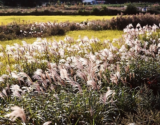 포토 JPG 주간 식물 사계절 계절 밭 자연 논 갈대 풍경 사람없음 야외 가을풍경 벼 가을 농촌 시골 억새 국내포토 자연요소 농업 곡류 생태계 파일형식 가을_계절