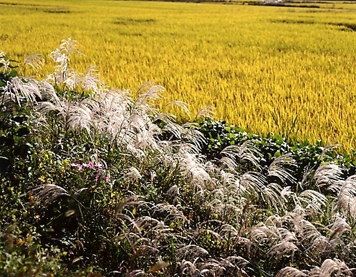 포토 JPG 주간 식물 사계절 계절 밭 농업 자연 논 갈대 풍경 사람없음 야외 가을풍경 벼 가을 농촌 시골 억새 국내포토 자연요소 산업 곡류 생태계 파일형식 가을_계절