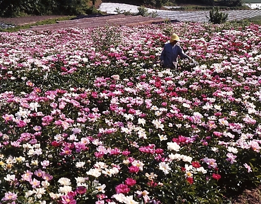 포토 JPG 주간 식물 여자 꽃잎 꽃 할머니 꽃밭 봄꽃 자연 사람 풍경 야외 봄 농촌 시골 작약 함박꽃 여자만 성인여자만 노인만 성인만 노인여자만 국내포토 자연요소 계절 노년 생태계 파일형식