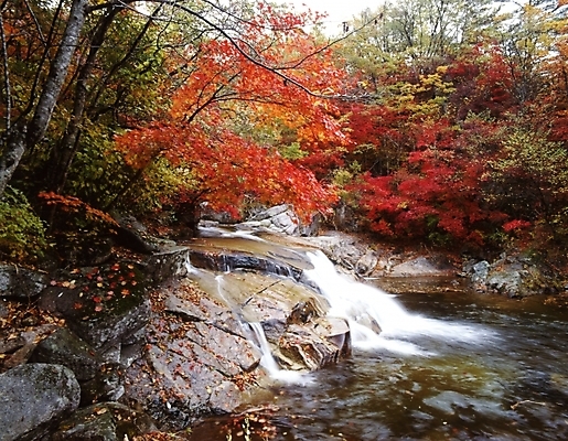 포토 JPG 주간 나무 식물 사계절 계절 단풍 잎 자연 단풍나무 나뭇잎 산 풍경 사람없음 야외 물 가을풍경 계곡 가을 국내포토 자연요소 생태계 파일형식 가을_계절