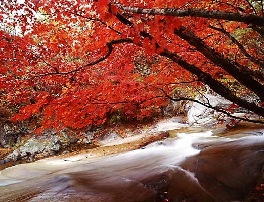 포토 JPG 주간 나무 식물 사계절 계절 단풍 잎 자연 단풍나무 나뭇잎 산 풍경 사람없음 야외 물 가을풍경 계곡 가을 국내포토 자연요소 생태계 파일형식 가을_계절