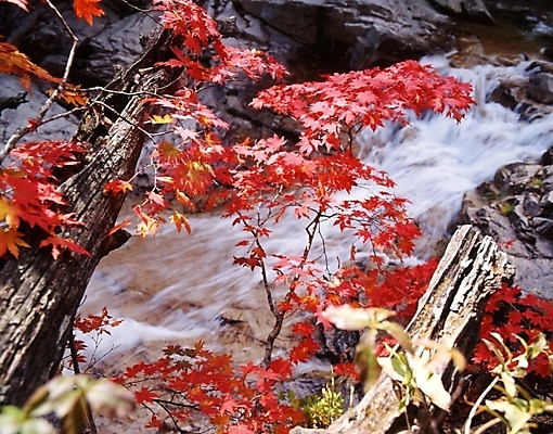포토 JPG 주간 나무 식물 사계절 계절 단풍 잎 자연 단풍나무 나뭇잎 산 풍경 사람없음 야외 물 가을풍경 계곡 가을 국내포토 자연요소 생태계 파일형식 가을_계절