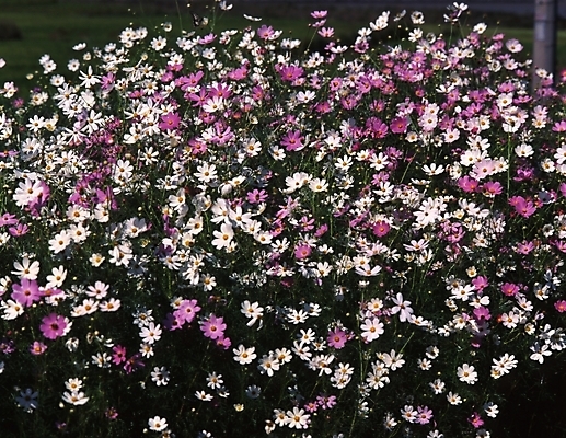 포토 JPG 주간 식물 사계절 계절 꽃잎 꽃 꽃밭 자연 풍경 사람없음 야외 가을풍경 가을 코스모스 국내포토 자연요소 생태계 파일형식 가을_계절