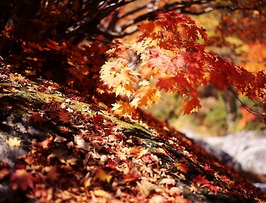 포토 JPG 주간 나무 식물 사계절 계절 단풍 낙엽 잎 자연 단풍나무 나뭇잎 풍경 사람없음 야외 가을풍경 가을 국내포토 자연요소 생태계 파일형식 가을_계절