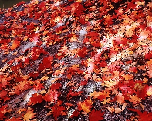 포토 JPG 주간 나무 식물 사계절 계절 단풍 낙엽 잎 자연 단풍나무 나뭇잎 풍경 사람없음 야외 가을풍경 가을 국내포토 자연요소 생태계 파일형식 가을_계절