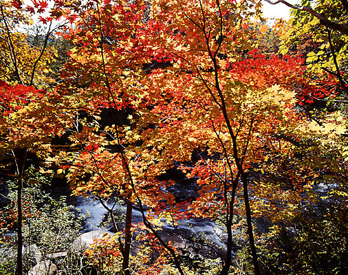 포토 JPG 주간 나무 식물 사계절 계절 단풍 잎 자연 단풍나무 나뭇잎 산 풍경 사람없음 야외 가을풍경 계곡 가을 국내포토 자연요소 생태계 파일형식 가을_계절