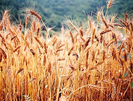 포토 JPG 주간 식물 사계절 계절 자연 풍경 사람없음 야외 가을풍경 가을 숲 보리 보리밭 국내포토 자연요소 밭 곡류 생태계 파일형식 가을_계절