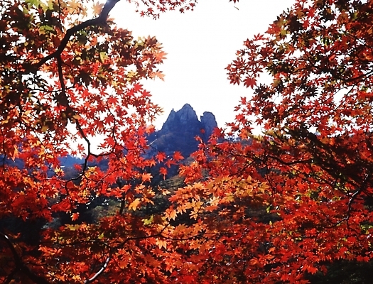 포토 JPG 주간 나무 식물 사계절 계절 단풍 잎 자연 하늘 단풍나무 나뭇잎 산 풍경 사람없음 야외 가을풍경 가을 정상 산봉우리 국내포토 자연요소 생태계 봉우리 파일형식 가을_계절