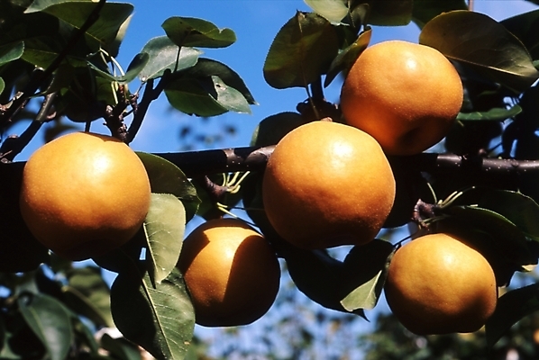 포토 JPG 주간 식물 음식 과일 나뭇잎 사람없음 야외 농작물 가을풍경 가을 나뭇가지 배 배나무 국내포토 자연요소 나무 계절 잎 농업 풍경 파일형식 가을_계절