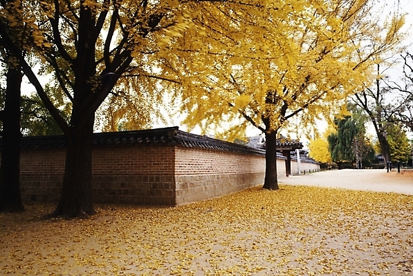 포토 JPG 주간 나무 식물 사계절 계절 건축 단풍 잎 자연 나뭇잎 풍경 사람없음 야외 담장 가을풍경 가을 은행잎 은행나무 국내포토 자연요소 생태계 파일형식 가을_계절