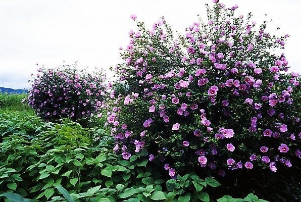 포토 JPG 주간 식물 꽃잎 꽃 잎 자연 나뭇잎 가을꽃 사람없음 야외 가을풍경 가을 무궁화 국내포토 자연요소 계절 풍경 생태계 파일형식 가을_계절