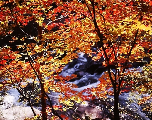 포토 JPG 주간 나무 식물 사계절 계절 단풍 잎 자연 단풍나무 나뭇잎 산 풍경 사람없음 야외 물 가을풍경 계곡 가을 국내포토 자연요소 생태계 파일형식 가을_계절