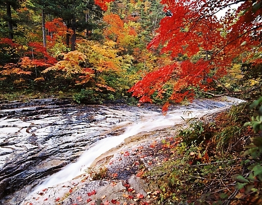포토 JPG 주간 나무 식물 사계절 계절 단풍 잎 자연 단풍나무 나뭇잎 산 풍경 사람없음 야외 물 가을풍경 계곡 가을 국내포토 자연요소 생태계 파일형식 가을_계절