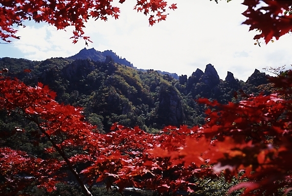포토 JPG 주간 나무 식물 사계절 계절 단풍 잎 자연 하늘 단풍나무 나뭇잎 산 풍경 사람없음 야외 가을풍경 가을 정상 숲 산봉우리 국내포토 자연요소 생태계 봉우리 파일형식 가을_계절