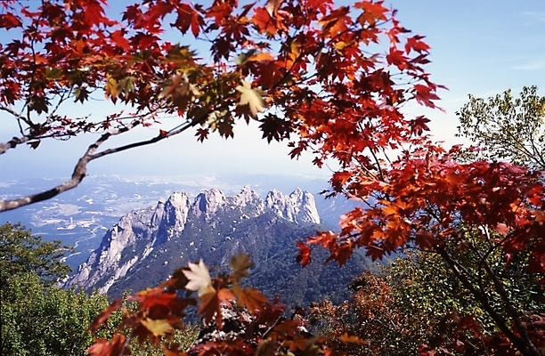 포토 JPG 주간 나무 식물 사계절 계절 단풍 잎 자연 하늘 단풍나무 나뭇잎 산 풍경 사람없음 야외 가을풍경 가을 정상 숲 산봉우리 국내포토 자연요소 생태계 봉우리 파일형식 가을_계절