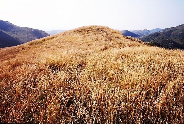 포토 JPG 주간 사계절 계절 자연 하늘 산 갈대 풍경 초원 사람없음 야외 가을풍경 가을 정상 언덕 국내포토 자연요소 식물 생태계 파일형식 가을_계절