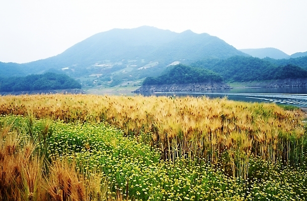 포토 JPG 주간 식물 사계절 계절 꽃 꽃밭 자연 하늘 산 풍경 초원 사람없음 야외 강 가을풍경 가을 농촌 보리 보리밭 국내포토 자연요소 밭 곡류 시골 생태계 파일형식 가을_계절