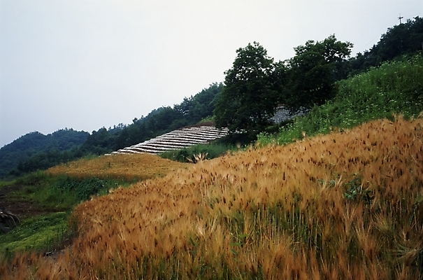 포토 JPG 주간 나무 식물 사계절 계절 밭 자연 풍경 사람없음 야외 가을풍경 가을 농촌 숲 언덕 보리 보리밭 국내포토 자연요소 농업 곡류 시골 생태계 파일형식 가을_계절