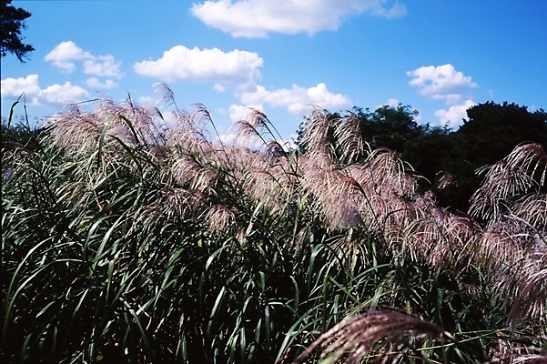 포토 JPG 주간 식물 구름 사계절 계절 자연 하늘 산 풍경 초원 사람없음 야외 가을풍경 가을 억새 국내포토 자연요소 생태계 파일형식 가을_계절