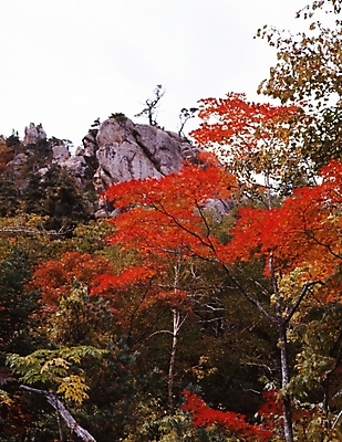 포토 JPG 주간 나무 식물 사계절 계절 단풍 잎 자연 하늘 단풍나무 나뭇잎 산 풍경 사람없음 야외 가을풍경 가을 정상 산봉우리 국내포토 자연요소 생태계 봉우리 파일형식 가을_계절