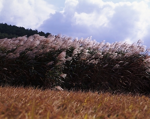 포토 JPG 주간 식물 구름 사계절 계절 로우앵글 자연 하늘 바람 산 풍경 초원 사람없음 야외 가을풍경 가을 억새 국내포토 자연요소 뷰포인트 날씨 생태계 파일형식 가을_계절