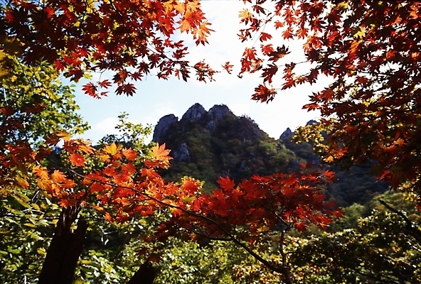 포토 JPG 주간 나무 식물 사계절 계절 단풍 잎 자연 하늘 단풍나무 나뭇잎 산 풍경 사람없음 야외 가을풍경 가을 정상 산봉우리 국내포토 자연요소 생태계 봉우리 파일형식 가을_계절