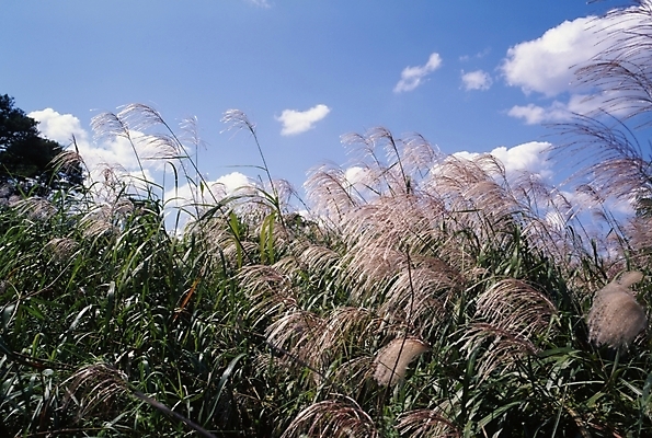 포토 JPG 주간 식물 구름 사계절 계절 자연 하늘 산 풍경 초원 사람없음 야외 가을풍경 가을 억새 국내포토 자연요소 생태계 파일형식 가을_계절